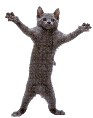 cats,gato-l - 免费PNG
