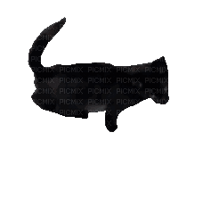 kitty - 免费动画 GIF