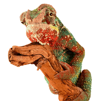 kameleontti, chameleon - PNG gratuit