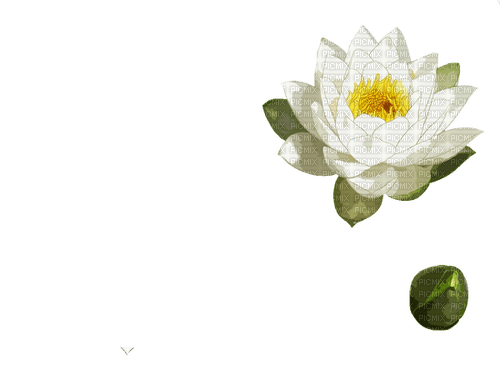 ✶ Flower {by Merishy} ✶ - 無料png