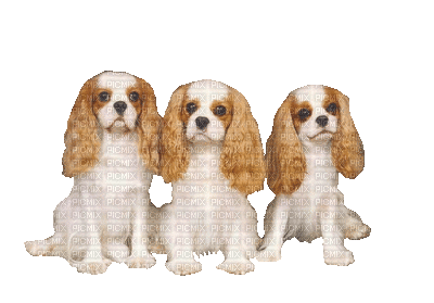 Kaz_Creations Animated Dog Pup - GIF animé gratuit