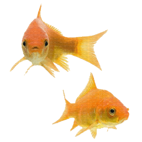 poissons - nemokama png