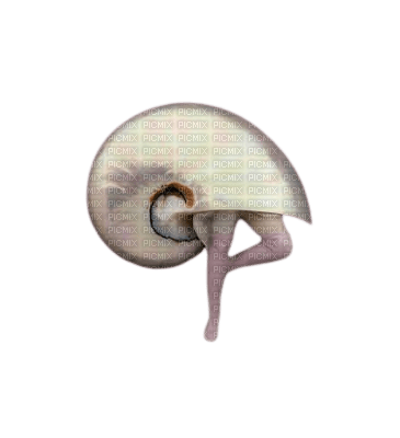 shell with human legs - nemokama png