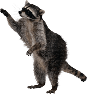 Kaz_Creations Raccoon - Free PNG