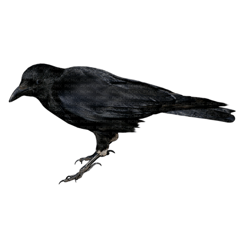 kikkapink gothic black crow - png gratuito
