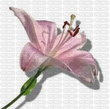 GIGLIO ROSA - PINK FLOWER - kostenlos png