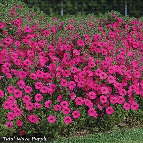 Pink Petunias flowers background jpg - png gratis