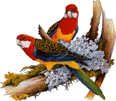 Vögel, Papageien, Blumen - Animovaný GIF zadarmo