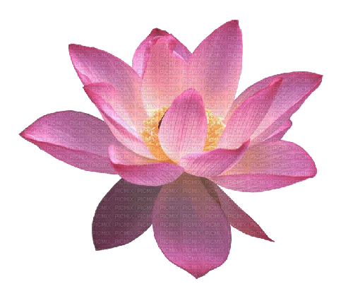 dolceluna purple flower - Free PNG
