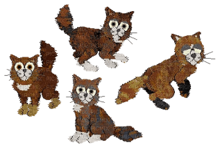 Catz Main Coons - Free PNG