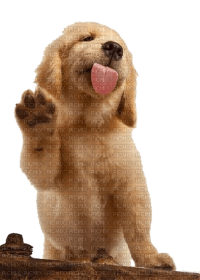 Kaz_Creations Dog Pup - png grátis