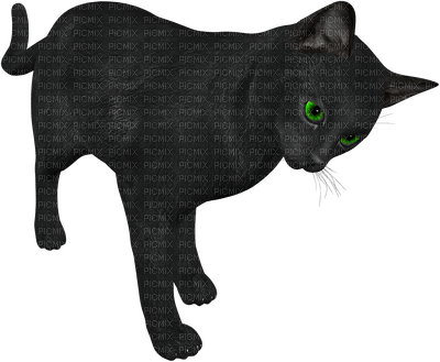 black cat - png grátis