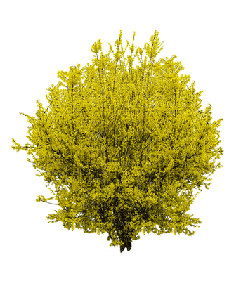 yellow tree - 免费PNG