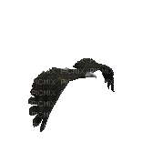 chim2 - Bezmaksas animēts GIF