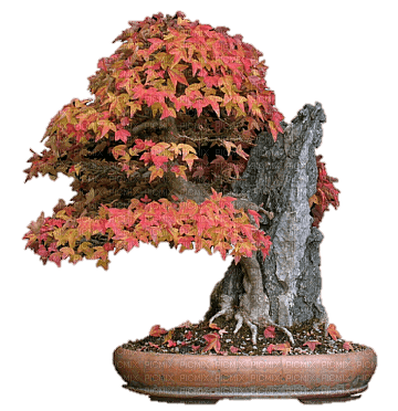 Asian Japanese maple tree bonsai sunshine3 - png ฟรี