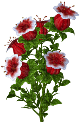 Kaz_Creations Deco Flowers Flower Colours - ilmainen png