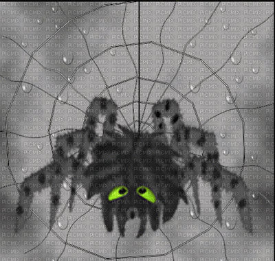 spider spinne araignée insect  dark gothic halloween fond background  gif anime animated animation - Free animated GIF