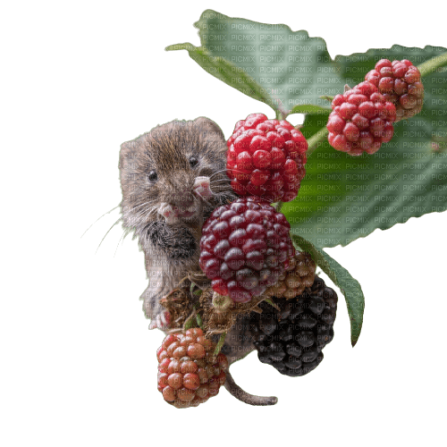 blackberries mouse - 無料png