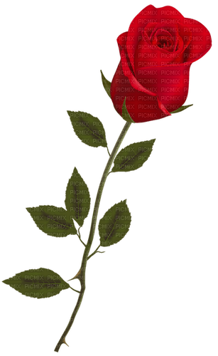 ♡§m3§♡ kawaii rose red flower image - zadarmo png