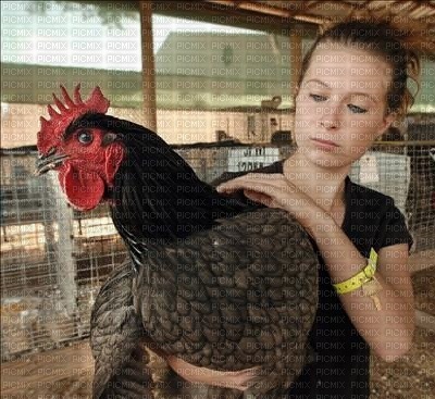 Young Woman Holding Rooster - фрее пнг