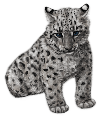 snow leopard bp - PNG gratuit
