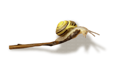 Kaz_Creations Snails Snail - kostenlos png