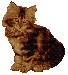 chat marron - Darmowy animowany GIF