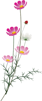 flowers anastasia - darmowe png