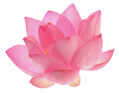 Lotus flower - png ฟรี