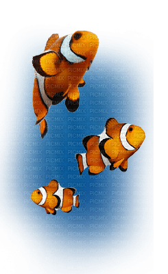 Kaz_Creations  🐟  Fish 🐟 - besplatni png