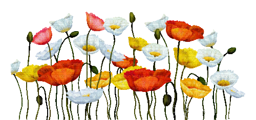 soave deco flowers poppy border  red yellow pink - 免费动画 GIF