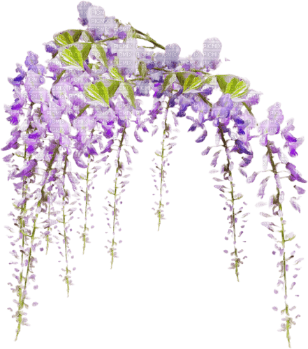 kikkapink border frame flowers summer spring - ilmainen png