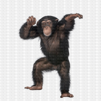 majom - 免费动画 GIF