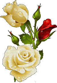 rosier blanc web charmille - Gratis geanimeerde GIF