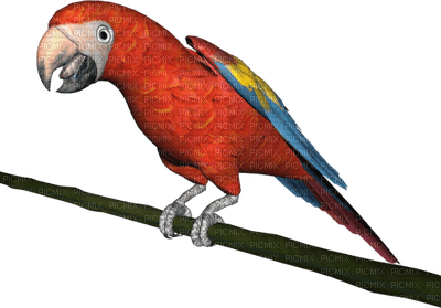 parrot katrin - PNG gratuit