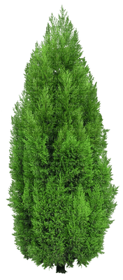 cypress tree - png gratis