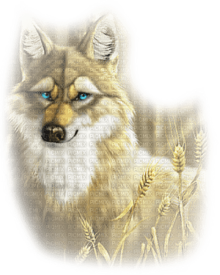 loup blanc - png grátis