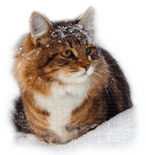 Rena Snow Winter Cat Katze - png gratis