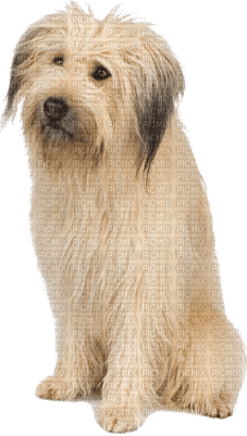 Kaz_Creations Dog Pup - zadarmo png