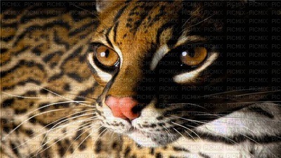 Kaz_Creations Deco Cats  Leopard Backgrounds Background - besplatni png