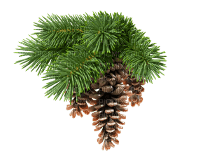 pine cone - ilmainen png