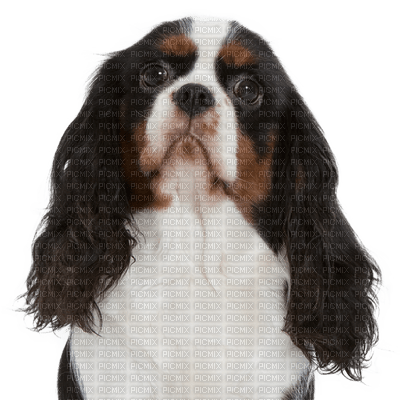 patricia87 chien - Free PNG