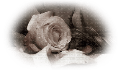 rose rose.Cheyenne63 - бесплатно png