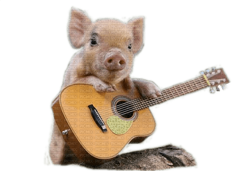 Schwein, Gitarre - png gratis