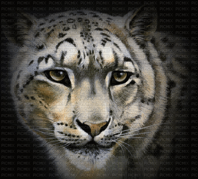 aze panthere - Ücretsiz animasyonlu GIF