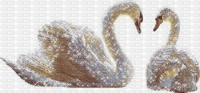 ROXY SWANS - Free PNG