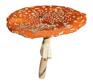 mushroom - png ฟรี