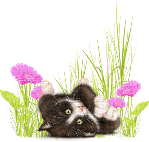 Diane75 Spring Cat flowers - PNG gratuit