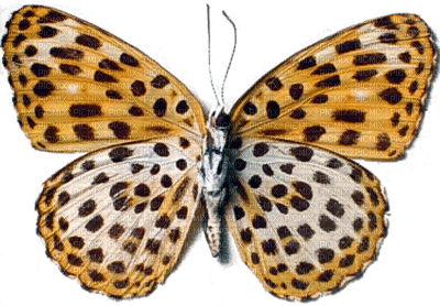 mariposa by EstrellaCristal - Free PNG