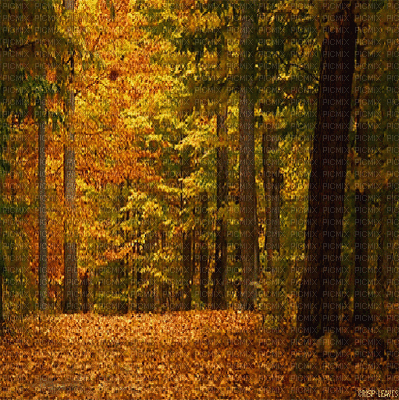 autumn bg forest automne gif fond - GIF animate gratis